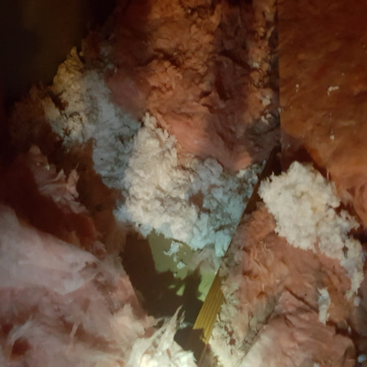 disinfect-cleanup Disinfect and Clean Up Animal mess