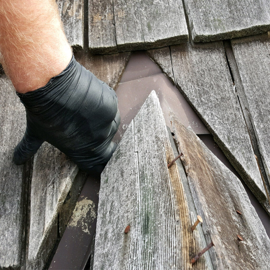 wild-animal-damage-repair-1024x1024